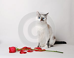 White fluffy blue-eyed cat sitting on a white background in a graceful pose next to a red rose and petals