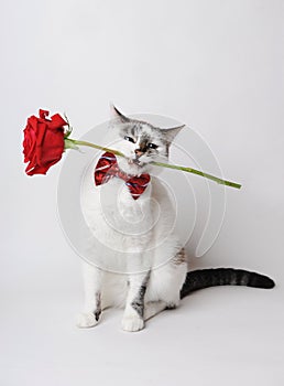 White fluffy blue-eyed cat in a stylish bow tie on a light background holding a red rose in his teeth.