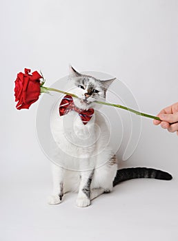 White fluffy blue-eyed cat in a stylish bow tie on a light background holding a red rose in his teeth.