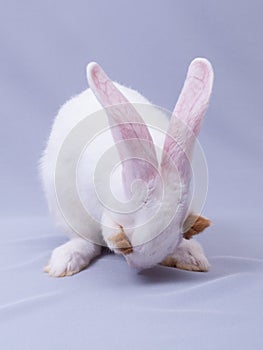 White fluffy bunny with big ears