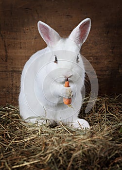 White fluffy Bunny eats a carrot