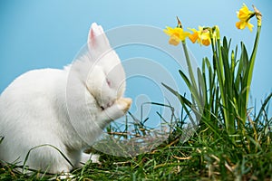 White fluffy bunny scratching its nose beside daffodils