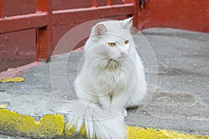 White fluffy cat albino with yellow eyes.