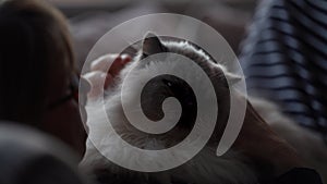 A white fluffy cat being petted by a persons human hands