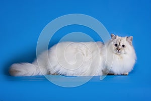 White fluffy cat on a blue background isolated