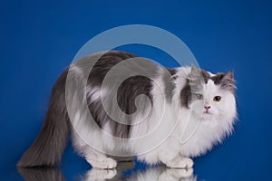 White fluffy cat on a blue background isolated