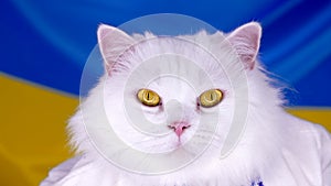 White fluffy cat on blue yellow ukrainian flag background. Colorful. Thoroughbred domestic kitty. Well-groomed pets