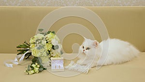 A white fluffy cat with different eyes lies near the wedding bouquet and rings. A woman`s hand strokes the animal`s head.