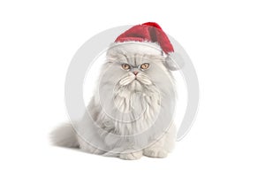 White fluffy Cat in red Santa Claus hats isolated on a white background. Big angry cat in Santa Claus hat. Banner with