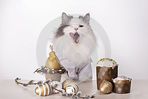 White fluffy cat sits at an easter table on a white background
