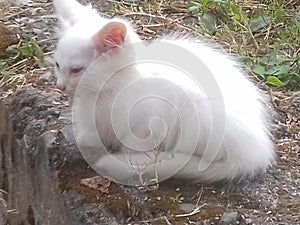 white fluffy cat on the street, cute milky white lone kitten