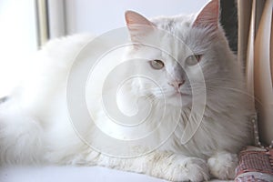 white fluffy cat on the window. Portrait in full face, looking at the camera