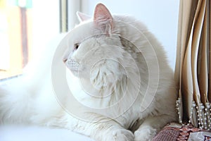 white fluffy cat on the window. Portrait in profile sideways