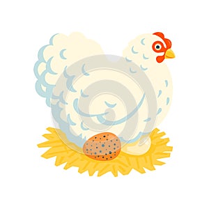 White fluffy chicken on a nest