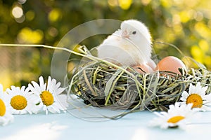 A newly hatched chick sits on eggs in a nest, waiting for its brothers and sisters