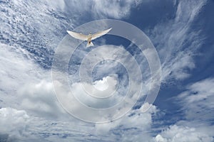 White, fluffy clouds and white fairy tern bird in the blue sky