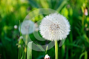 White fluffy dandelion