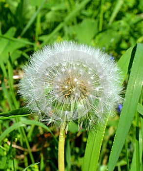 White fluffy dandelion