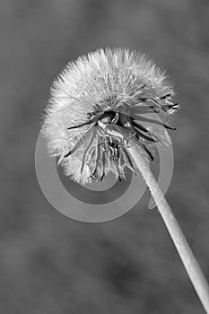 White fluffy dandelion