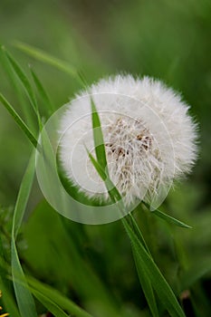 White fluffy dandelion.