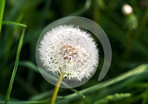 White fluffy dandelion