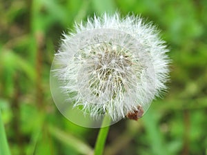 White fluffy dandelion