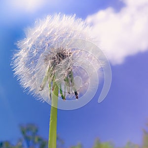 White fluffy dandelion against the blue sky with clouds