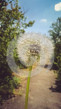 White fluffy dandelion against the summer forest