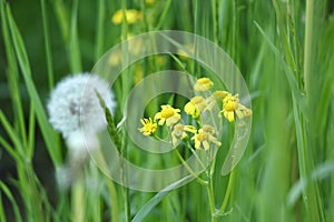 White fluffy dandelion behind yellow little flowers in green grass on sunny day. Bright summer nature background