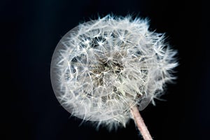 White and fluffy dandelion on a black background