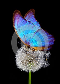 White fluffy dandelion and blue morpho butterfly on a black background. close up