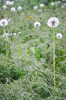 White fluffy dandelion on blurred grass background