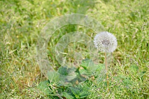 White fluffy dandelion on blurred grass background