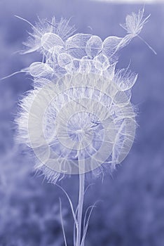 White fluffy dandelion close-up.