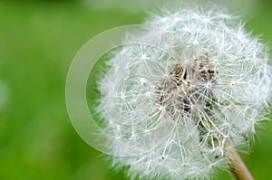 White fluffy dandelion close-up on a green background