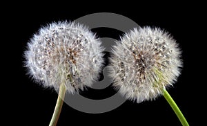 White fluffy dandelion close up isolated