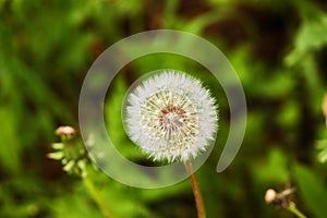 White fluffy dandelion closeup on green background.