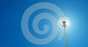 White fluffy dandelion covering sun at blue sky background. Horisontal banner.