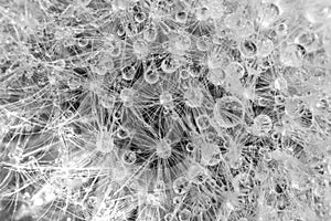 White fluffy dandelion with drops of water in macro