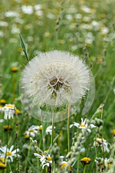A white fluffy dandelion in a field.