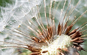 White fluffy dandelion flower,