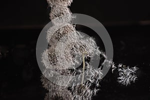 White fluffy dandelion flower on a black background.