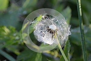 White Fluffy Dandelion Flower, Czech Republic, Europe