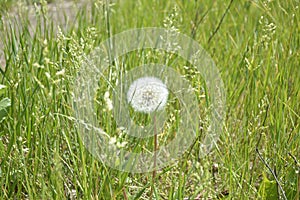 white fluffy dandelion flower among green grass