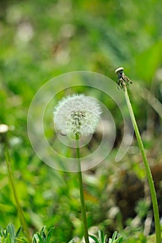 White fluffy dandelion flower on the green grass blurred bokeh amazing nature background. Tranquil macro art wallpaper