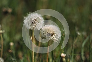 White fluffy dandelion flowers. Meadow of dandelions, dandelion seeds close-up