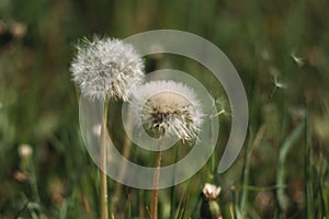 White fluffy dandelion flowers. Meadow of dandelions, dandelion seeds close-up