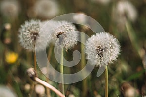 White fluffy dandelion flowers. Meadow of dandelions, dandelion seeds close-up