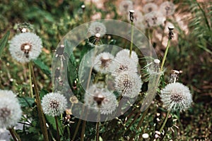 White fluffy dandelion flowers. Meadow of dandelions, dandelion seeds close-up