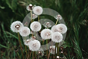 White fluffy dandelion flowers. Meadow of dandelions, dandelion seeds close-up